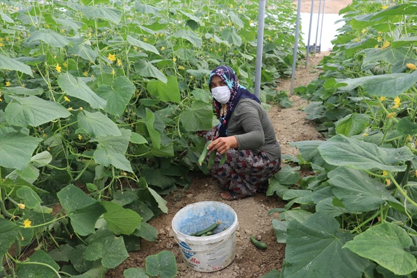 Kadın çiftçi devletten aldığı destekle tarımsal üretime katkı sağlıyor