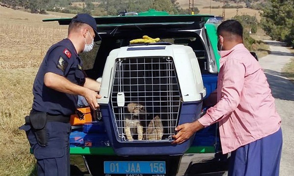 Adana'da terk edilmiş köpek yavrularına jandarma sahip çıktı