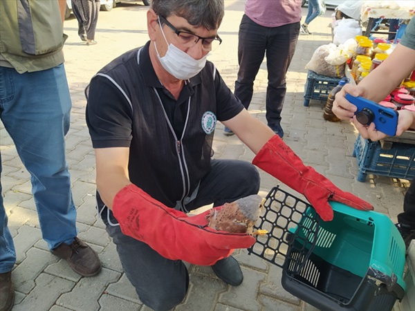 Adana'da yaralı halde bulunan kerkenez yetkililere teslim edildi