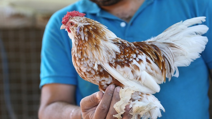 Süs tavuğu yetiştiricileri, yerli ırk tavukları dünyaya tanıtmak istiyor