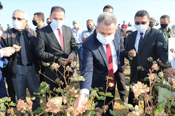 Çukurova'da yetiştirilen renkli "gelincik" pamuğunun hasadı yapıldı