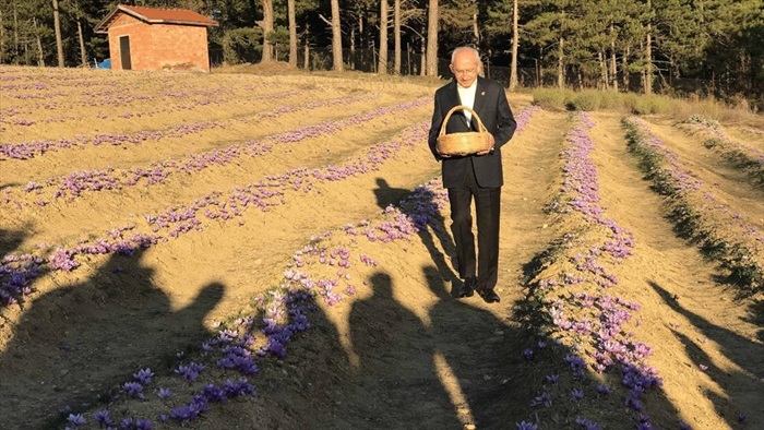 CHP Genel Başkanı Kılıçdaroğlu safran hasadı yaptı