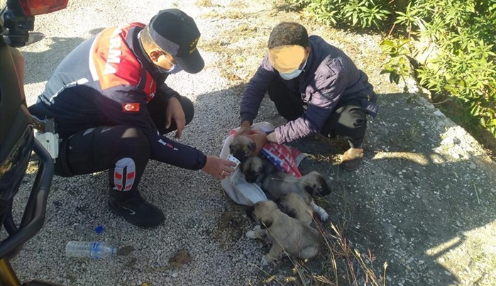 Adana'da ölüme terk edilmek istenen yavru köpekleri jandarma kurtardı