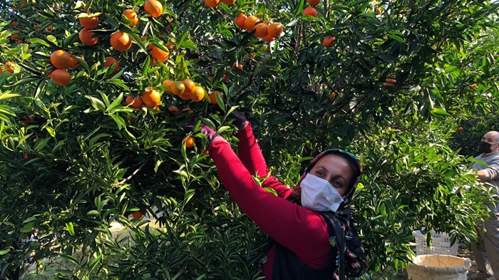 Adana’da güle oynaya mandalina hasadı yaptılar