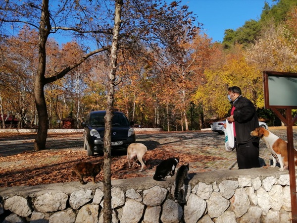 Yüreğir Belediyesinden sokak hayvanlarına mama desteği