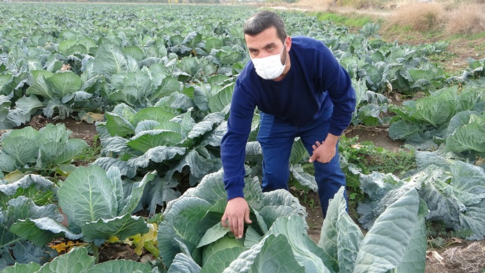 Bu yıl lahana yüzümüzü güldürdü..