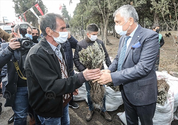 Pozantı'da 80 bin lavanta fidesi dağıtıldı