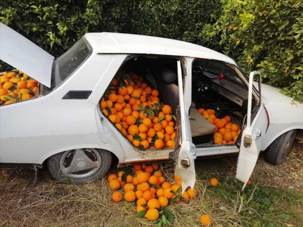 Adana'da bahçeden çalınmak istenilen 800 kilogram portakal sahibine verildi