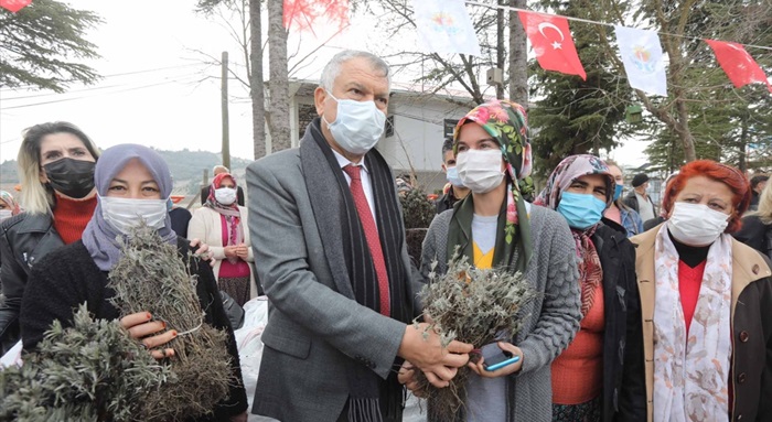 Feke'de 210 bin lavanta fidesi dağıtıldı