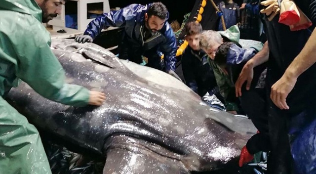 Balıkçıların ağına Akdeniz'de nadir görülen ay balığı takıldı