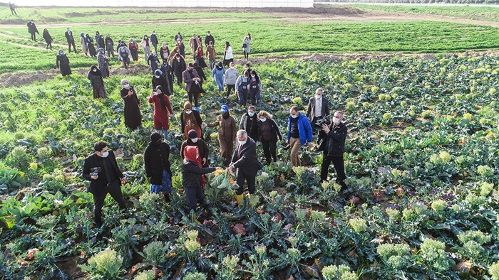 Kooperatif ile birleşen kadınlar tarlada üretim yapıyor  