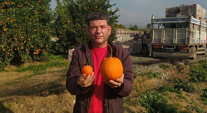 1 kilo 260 gramlık portakal görenleri şaşırttı