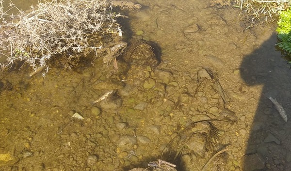 Ceyhan Nehri'nde görülen balık ölümleriyle ilgili inceleme başlatıldı