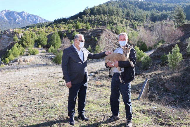 Bitkin halde bulunan dağ keçisi yavrusu bakıma alındı