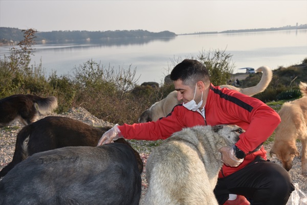 Sokak hayvanları için seferber oldu