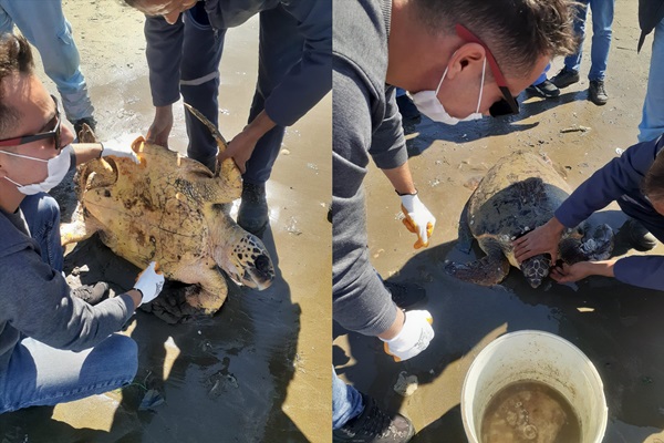 Kıyıya vuran caretta caretta kurtarıldı