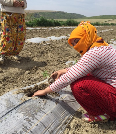 Adana'da tarladan karpuz fidesi çalındığı iddia edildi