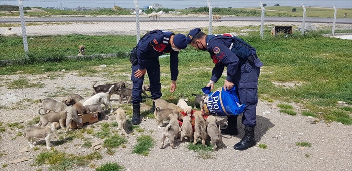 Jandarma sokak hayvanlarını unutmadı