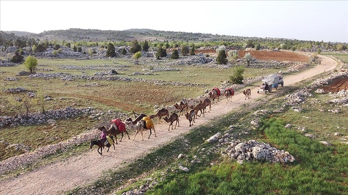 Sarıkeçili Yörükleri 1000 yıllık tarihi yolculuğunu develerle sürdürüyor