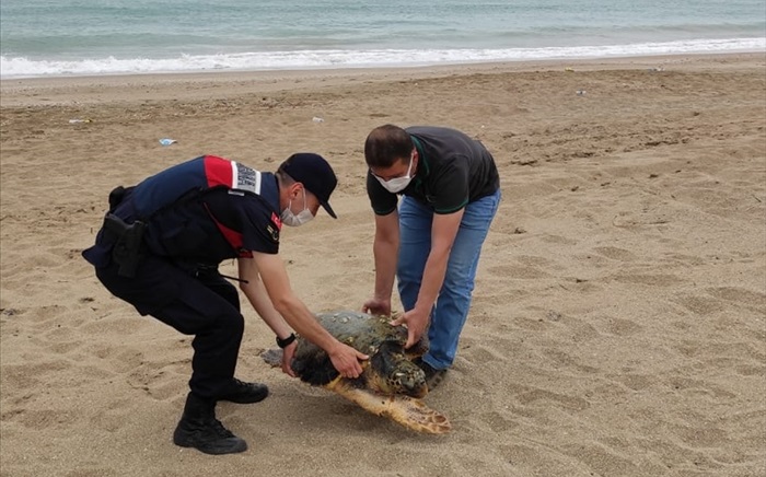 Adana'da yaralı caretta caretta tedavi altına alındı