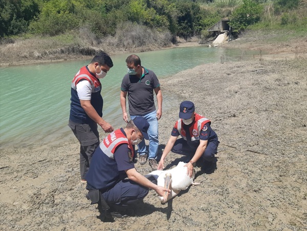 Adana'da kanadı kırık bulunan pelikan tedavi ediliyor