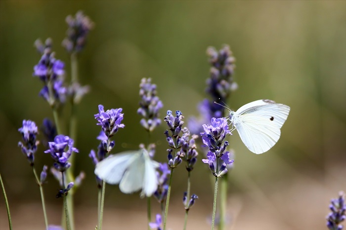 Çukurova'da tıbbi ve aromatik bitki ekim alanı genişliyor