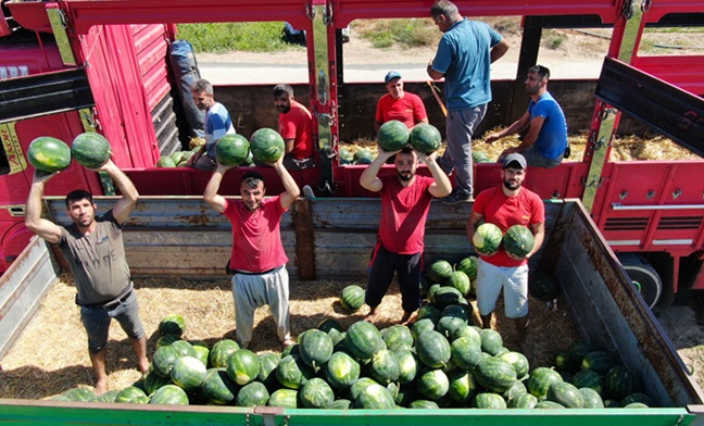 Adana’da karpuz işçileri günde 200 ton karpuz yüklüyorlar  