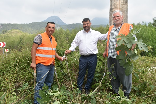 Karaisalı Belediyesi Yabani Ağaçları Aşılıyor