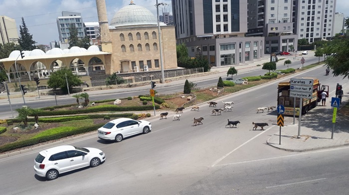 Adana’da Sokak köpekleri sürü halinde geziyor  