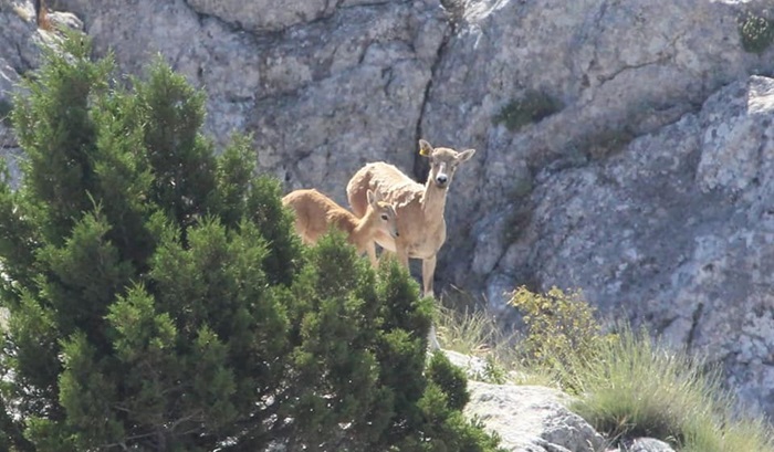 Anadolu yaban koyunlarının ilk yavruları hayata merhaba dedi  