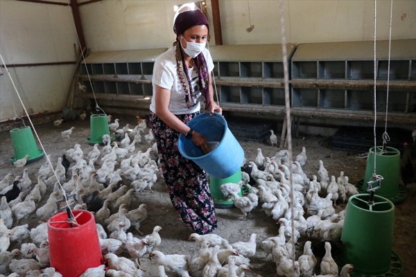 Adana'da araziye terk edilmiş bulunan 300 civciv, kadın çiftçiye emanet edildi