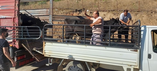 Adana'nın Kozan ilçesinde yangından zarar gören besicilere 7 büyükbaş verildi