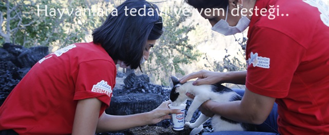 Yangından etkilenen hayvanlara tedavi ve yem desteği