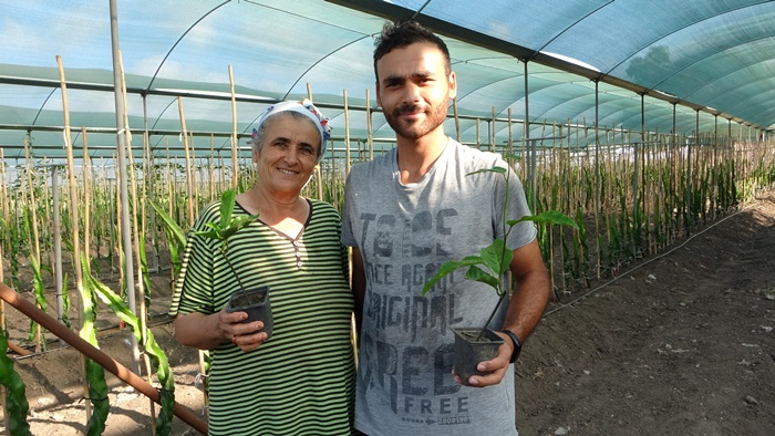 Hayvan yemi ektikleri tarlayı tropikal meyve üretim merkezine çevirdiler