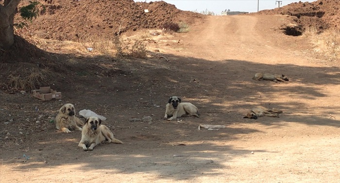 Adana'da köpeklerin kovaladığı çocuk otomobilin çarpması sonucu hayatını kaybetti