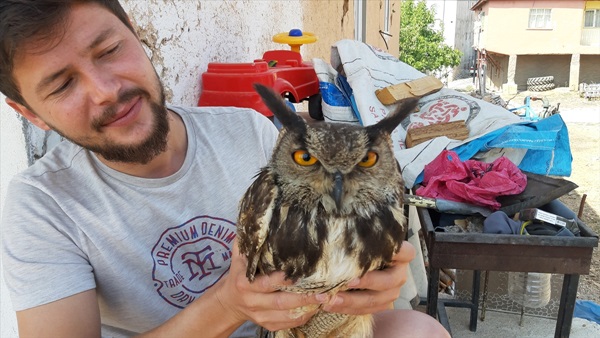 Adana'da yolda bitkin halde bulduğu puhu kuşuna  gözü gibi bakıyor