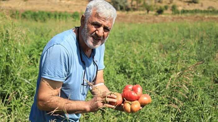 Bir avuç ata tohumuyla asırlık domates 'Guldar'ı yeniden yeşertti