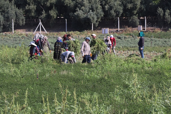 Adana'da deneme amaçlı ekilen tıbbi ve aromatik bitkilerin hasadı yapıldı