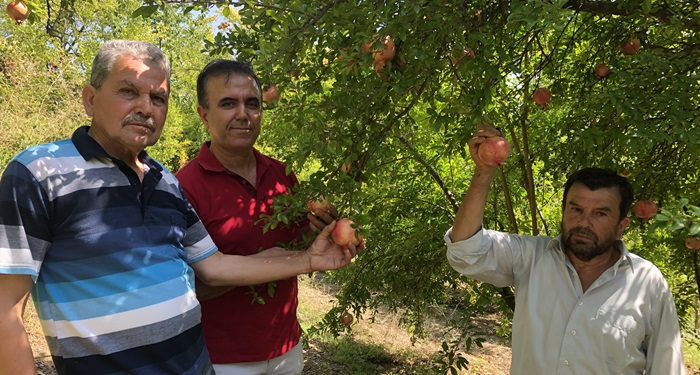 Tescili "Kuytucak Narı"nda hasat için geri sayım başladı