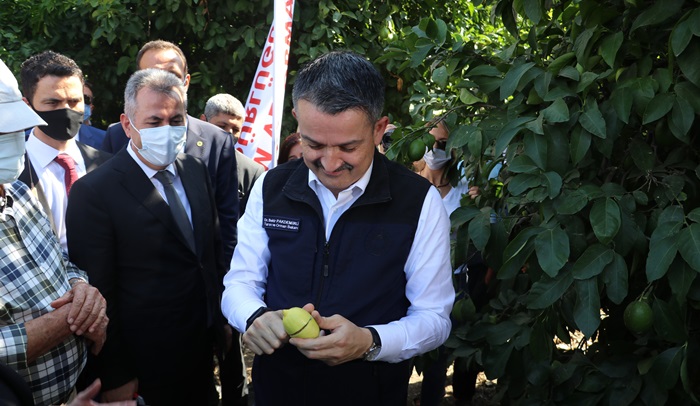 Bakan Pakdemirli: “Türkiye narenciye veriminde dünya ortalamasının üstünde”