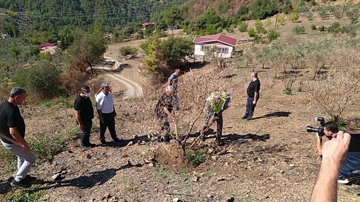 Adana'da yangından etkilenen zeytinlikler organik gübreyle canlanacak