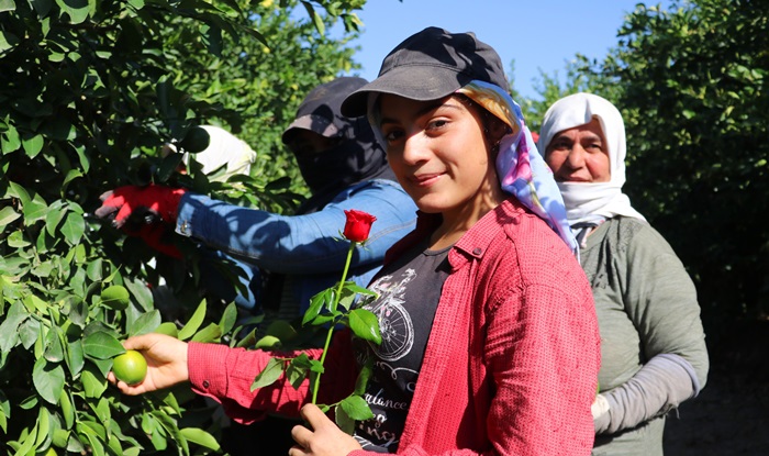 Adana'da narenciye bahçesindeki kadın çiftçilere gül dağıtıldı