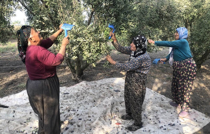 Bilecik'in Düzmeşe köyünde zeytin mesaisi başladı