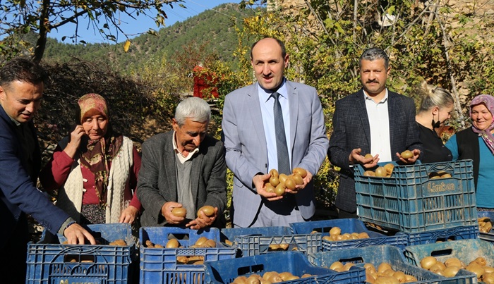 Adana'da Bakanlık desteğiyle kurulan kivi bahçelerinde 4 yıl sonra ilk ticari hasat yapıldı