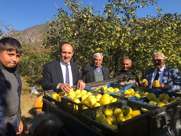 Adana'da ayva organik yöntemlerle üretilecek