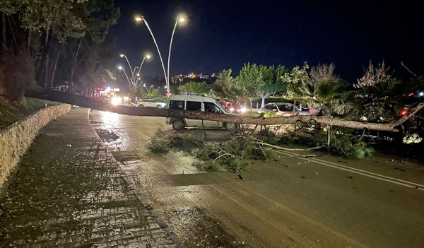 Adana'da kuvvetli rüzgar nedeniyle ağaç devirildi