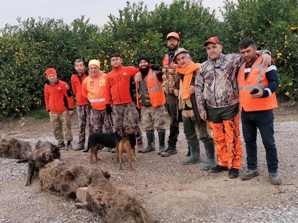 Domuzlardan bıkan üreticiler, avcılardan yardım istedi