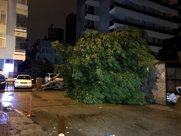 Adana'da ağaç yola devrildi