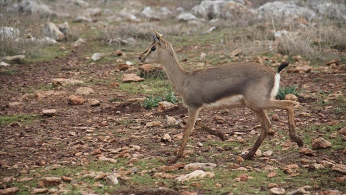 Hatay'daki 'gazella gazella' ceylanı sayısında artış