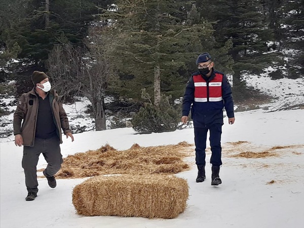 Adana'da yaban hayvanları için ormanlık alanlara yiyecek bırakıldı